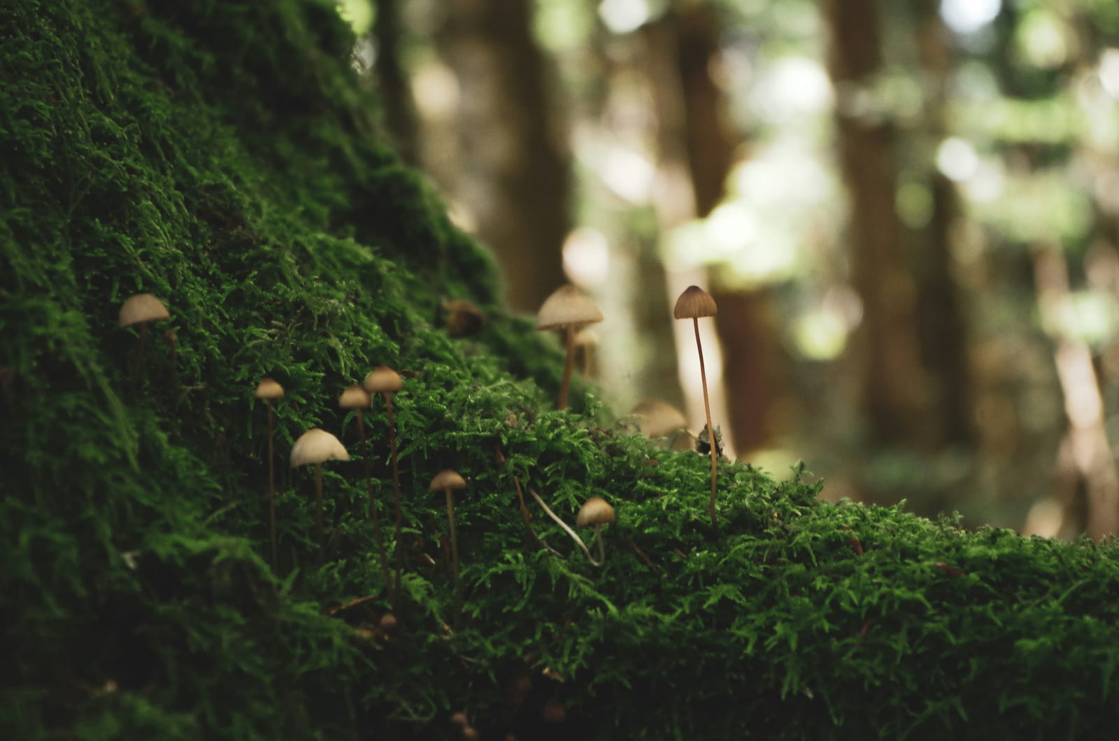 Kincentric Leadership: Co-creating with a Living intelligent Earth