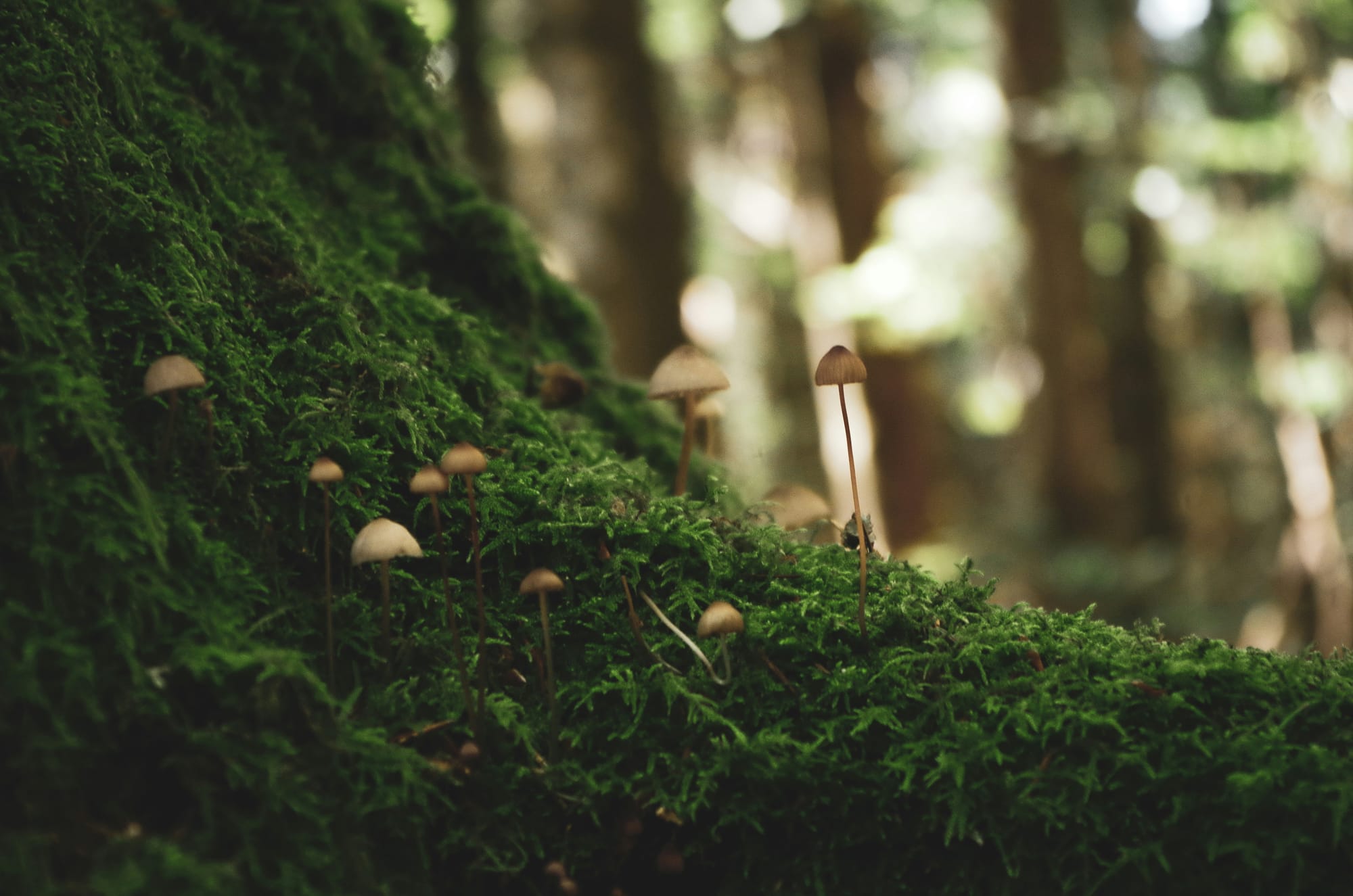 Kincentric Leadership: Co-creating with a Living intelligent Earth