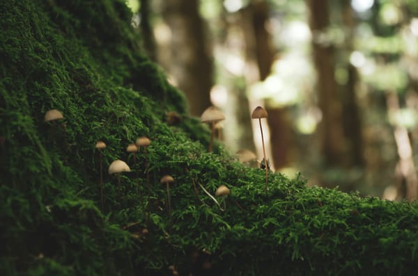 Kincentric Leadership: Co-creating with a Living intelligent Earth